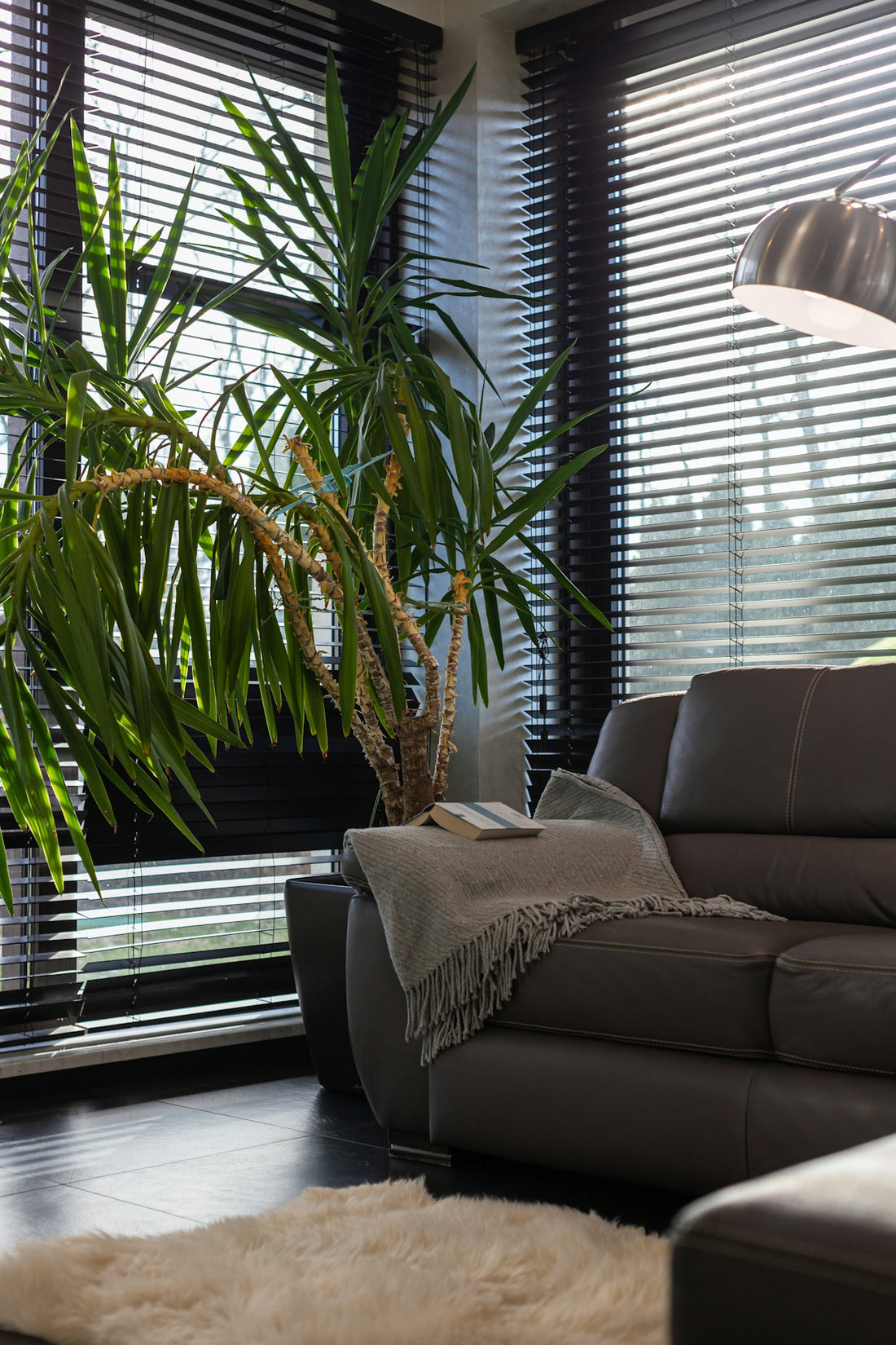 A living room with a couch and a large plant